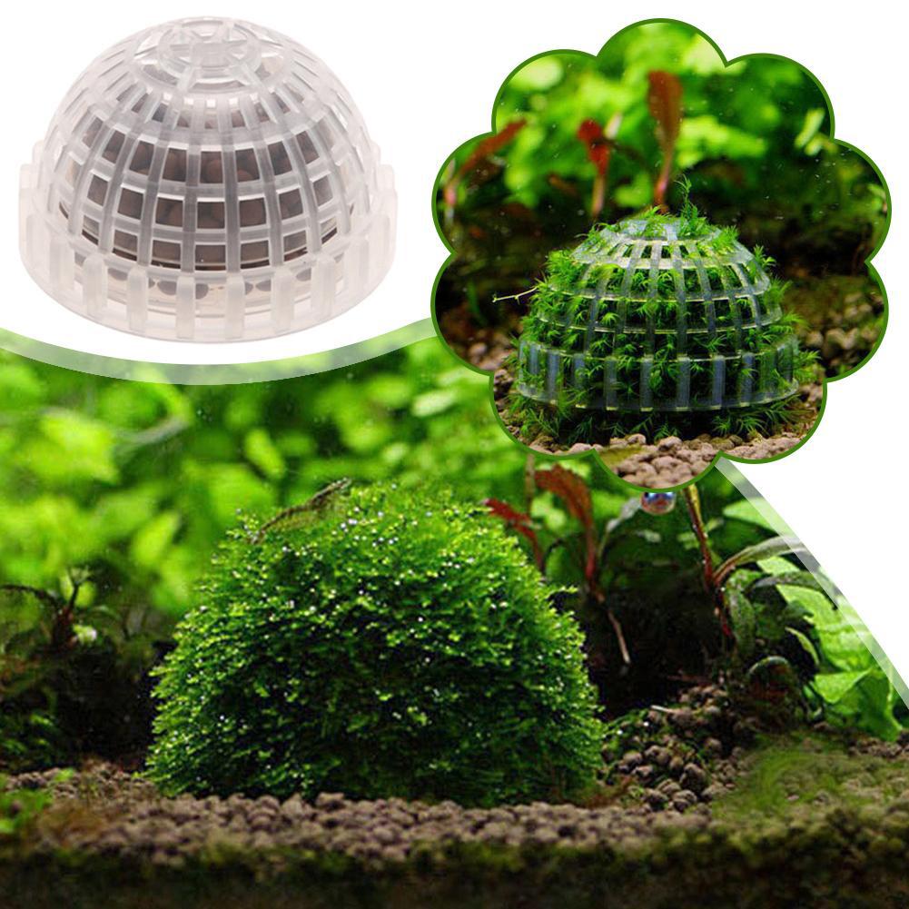 Aquarium Plant Red - حوض السمك نباتات الديكور الحيوي الطحلب