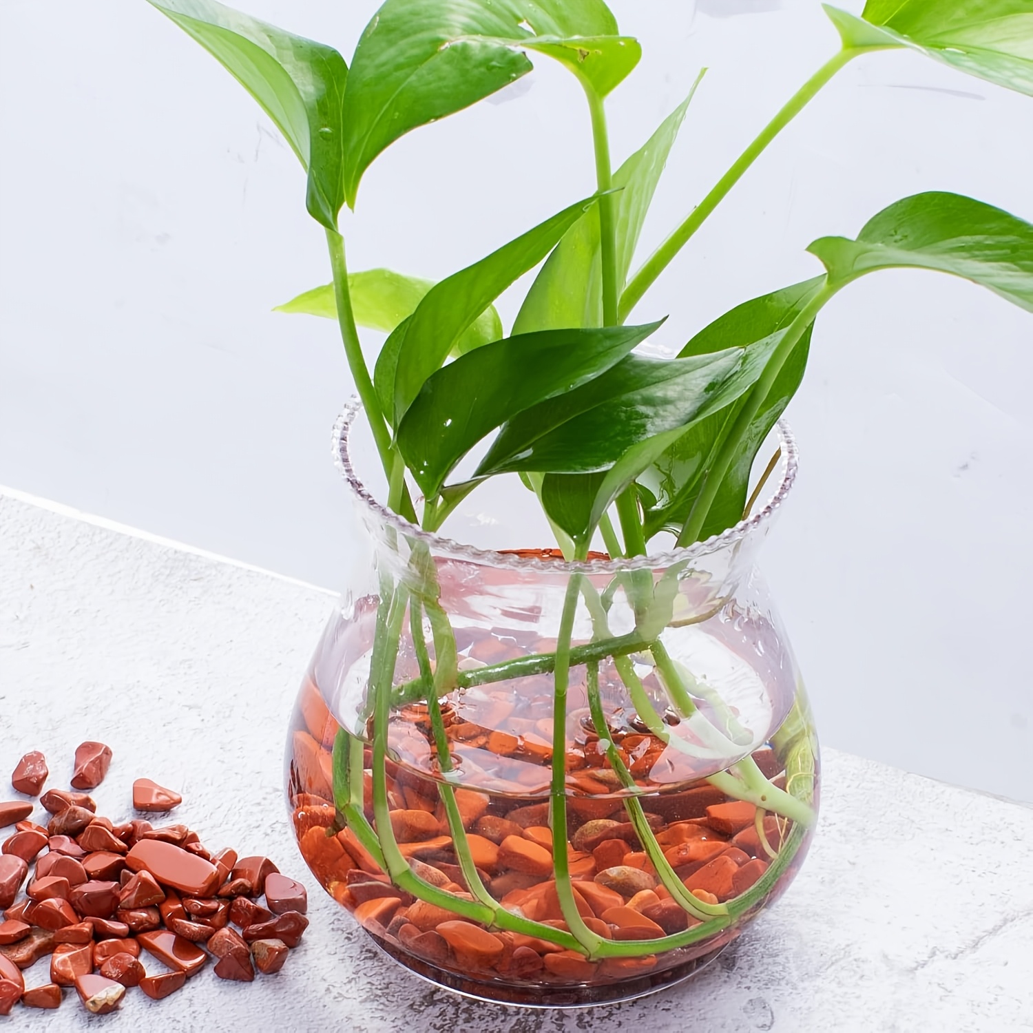 حجر جاسبر أحمر هبط - شظايا كوا - مراجعة Aquarium Plant Red وسعره