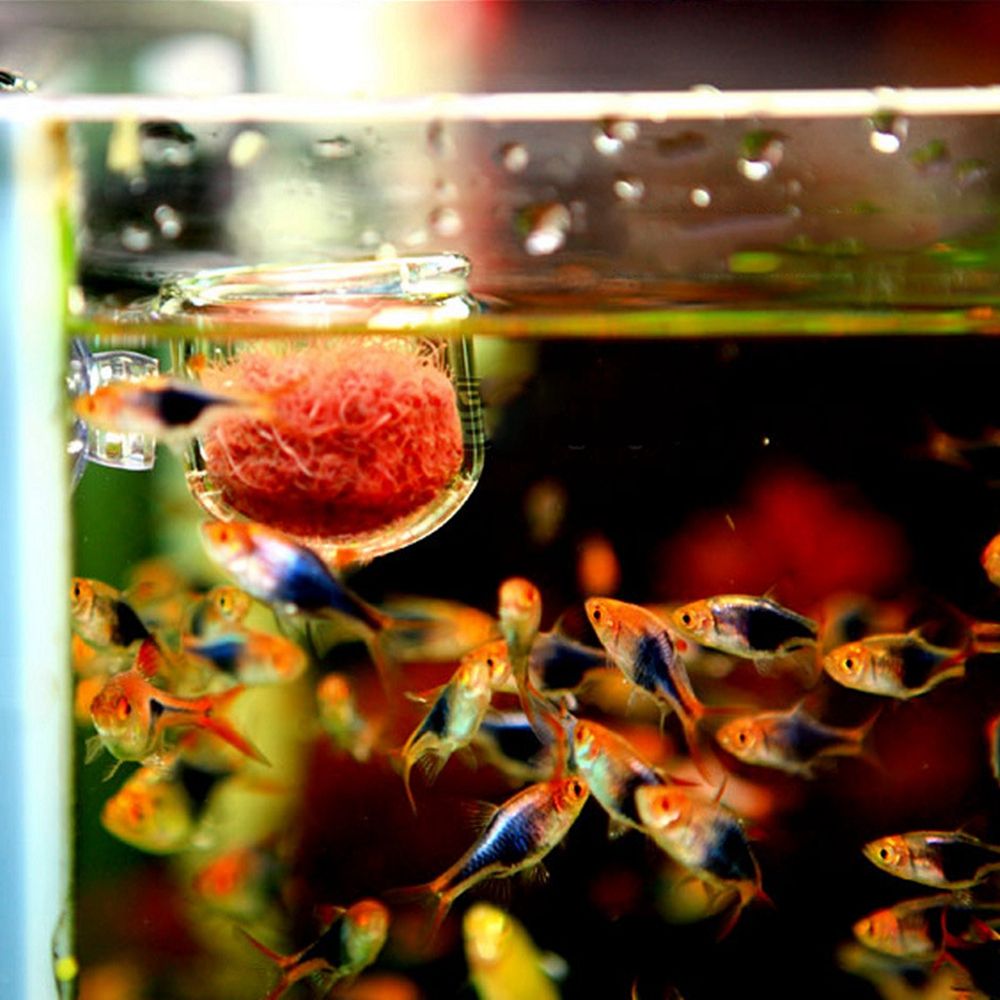 وعاء تغذية للدودة الحمراء مع ح - مراجعة Aquarium Plant Red وسعره