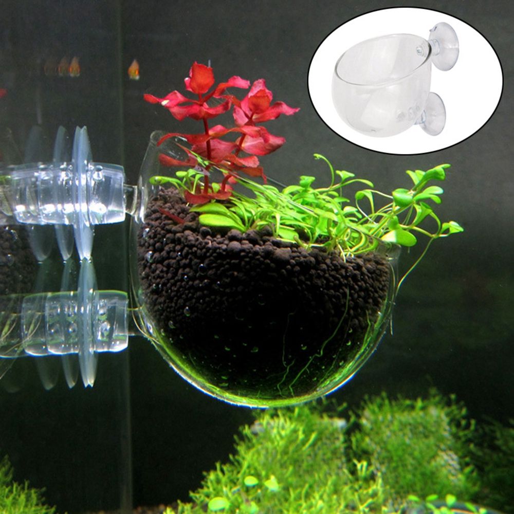 وعاء تغذية للدودة الحمراء مع ح - مراجعة Aquarium Plant Red وسعره