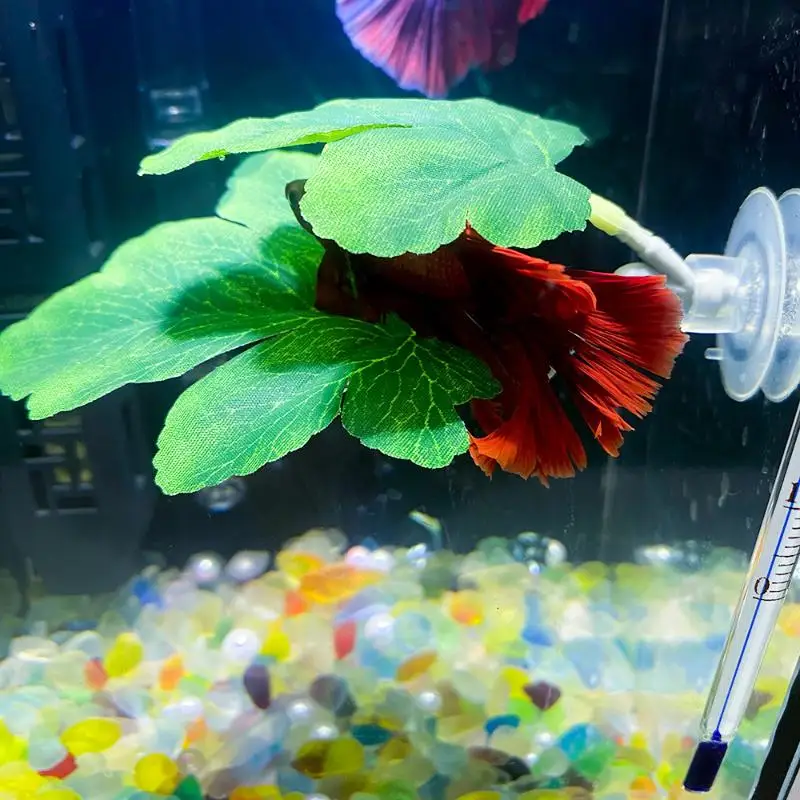 بيتا أرجوحة أوراق السمك حوض ال - مراجعة Planted Aquarium For Betta وسعره