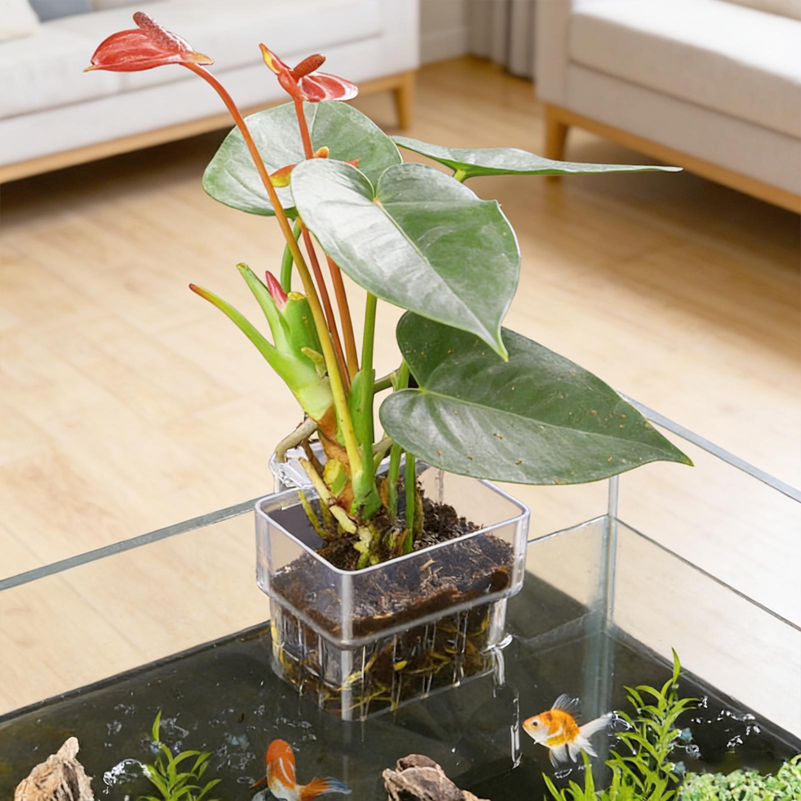 وعاء شفاف قابل للتعليق لحمل نب - مراجعة Aquarium Plant Holder وسعره