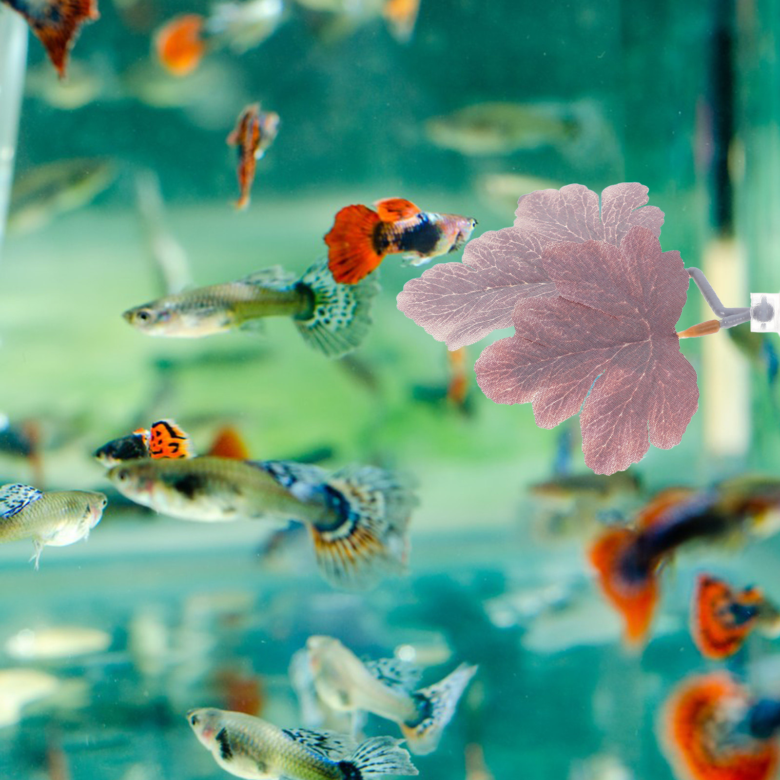 أرجوحة أوراق الشجر لسمك البيتا - مراجعة Planted Aquarium For Betta وسعره