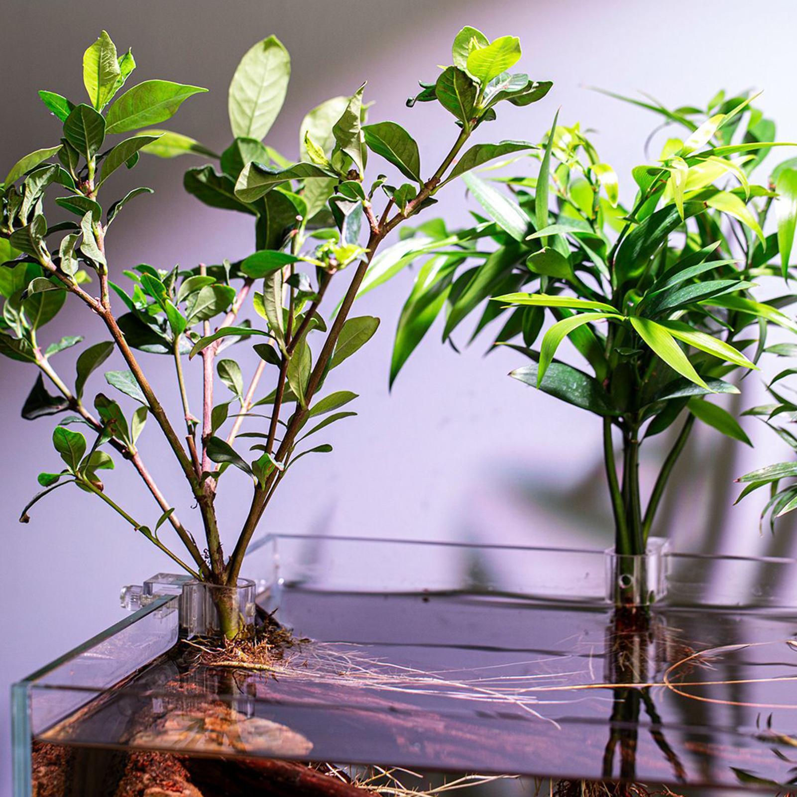 6 قطع حاملات نباتات للأحواض ال - مراجعة Aquarium Plant Holder وسعره