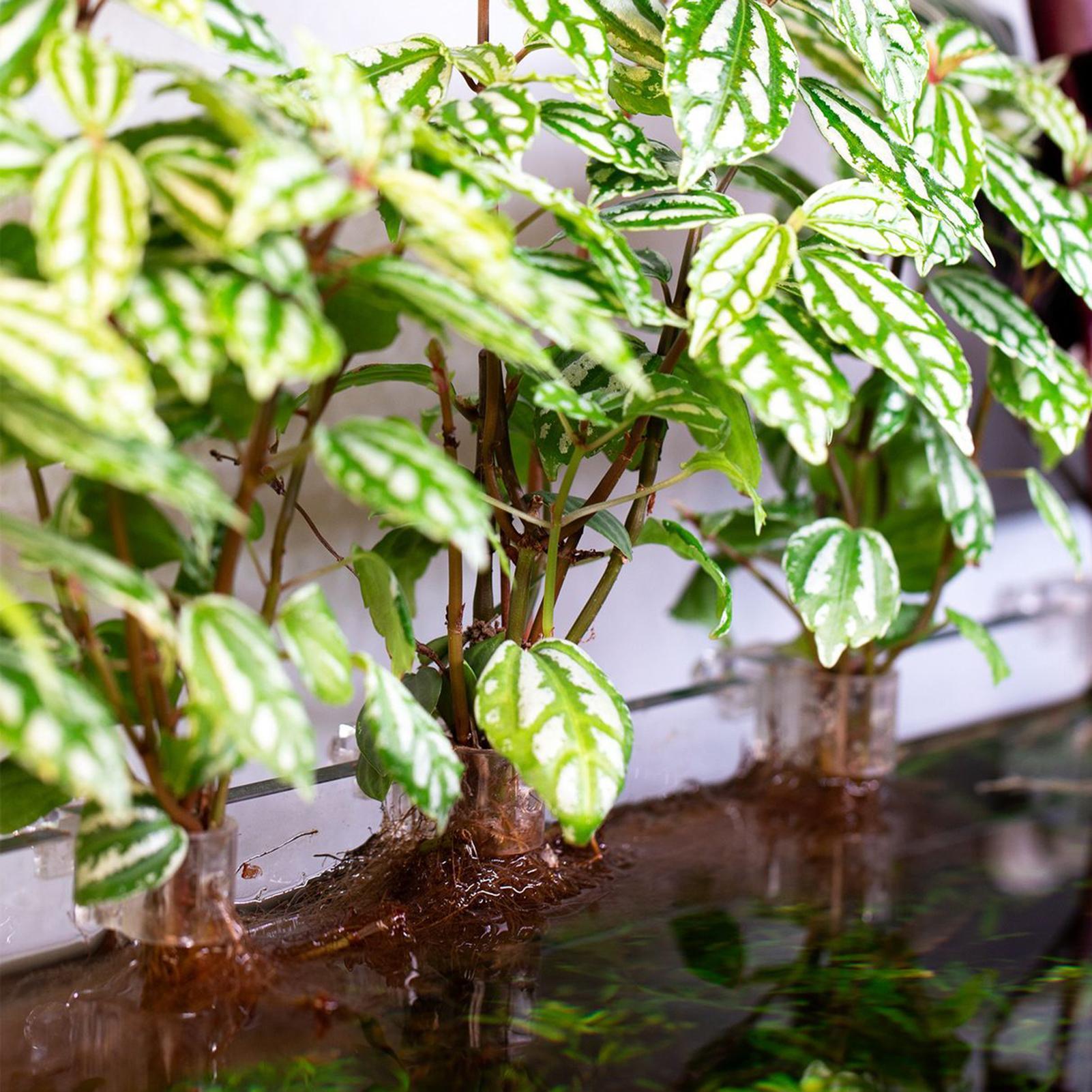 6 قطع حاملات نباتات للأحواض ال - مراجعة Aquarium Plant Holder وسعره