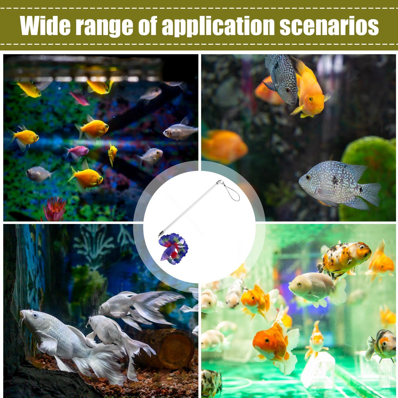 عصا تدريب الأسماك للبيتا، ملحق - مراجعة Planted Aquarium For Betta وسعره
