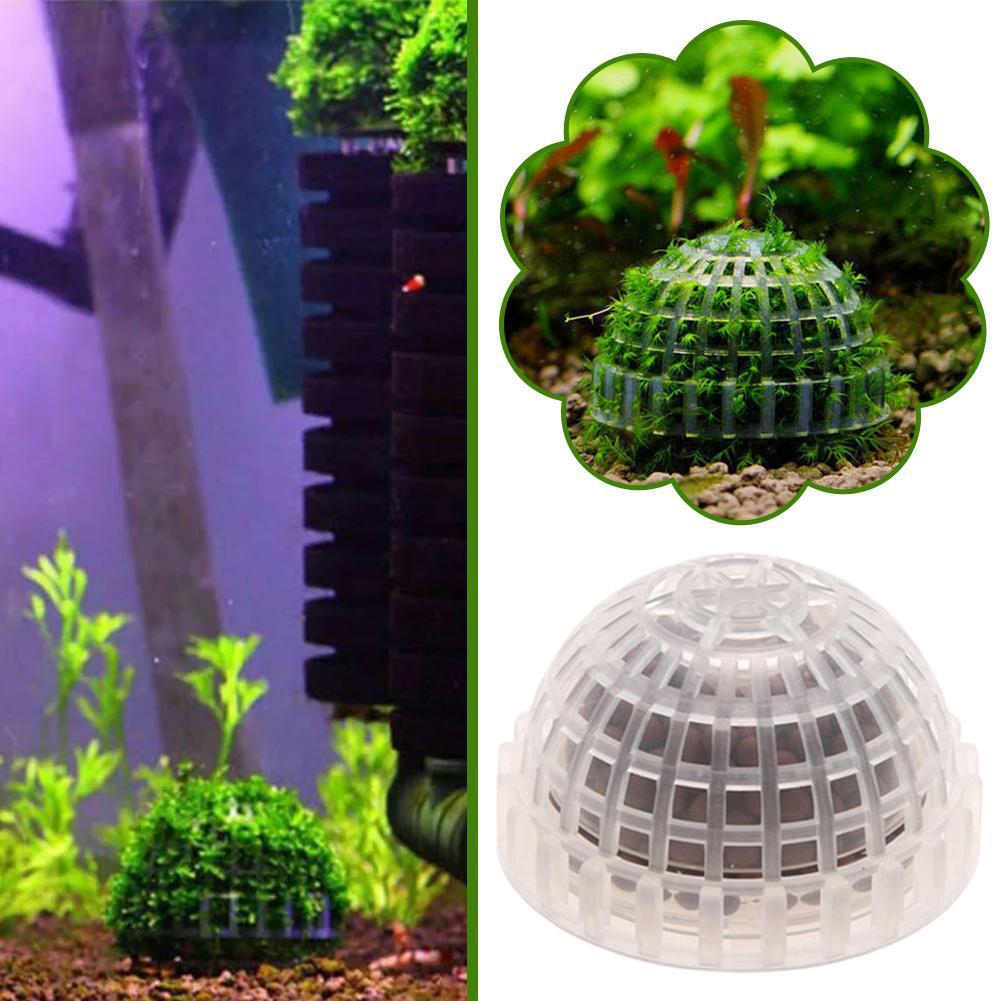 1-5 قطع من نباتات الزينة للأحو - مراجعة Aquarium Plant Red وسعره