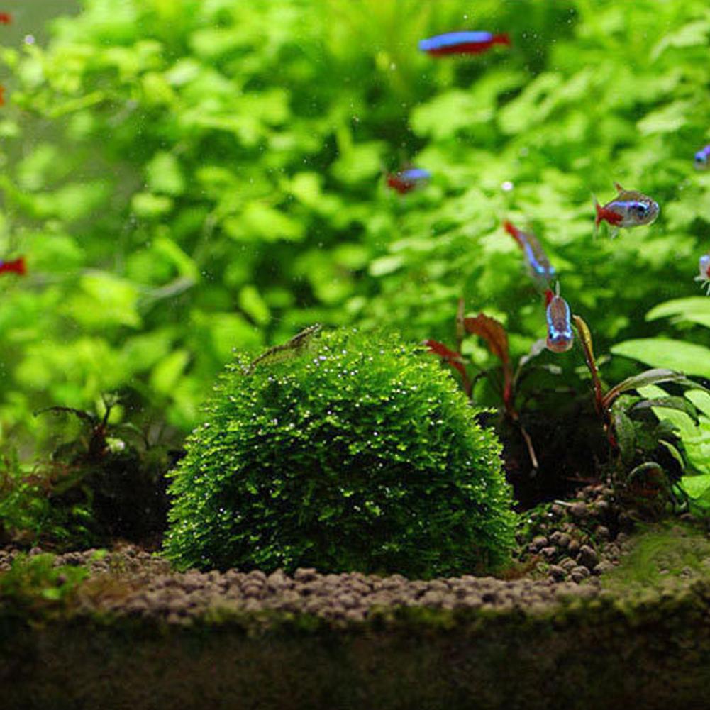حوض السمك نباتات الديكور الحيو - مراجعة Aquarium Plant Red وسعره