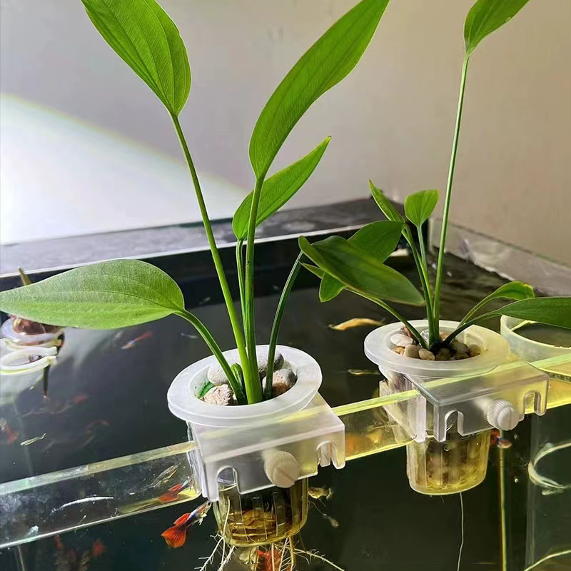 شنقا دعم الزراعة المائية لخزان - مراجعة Aquarium Plant Holder وسعره