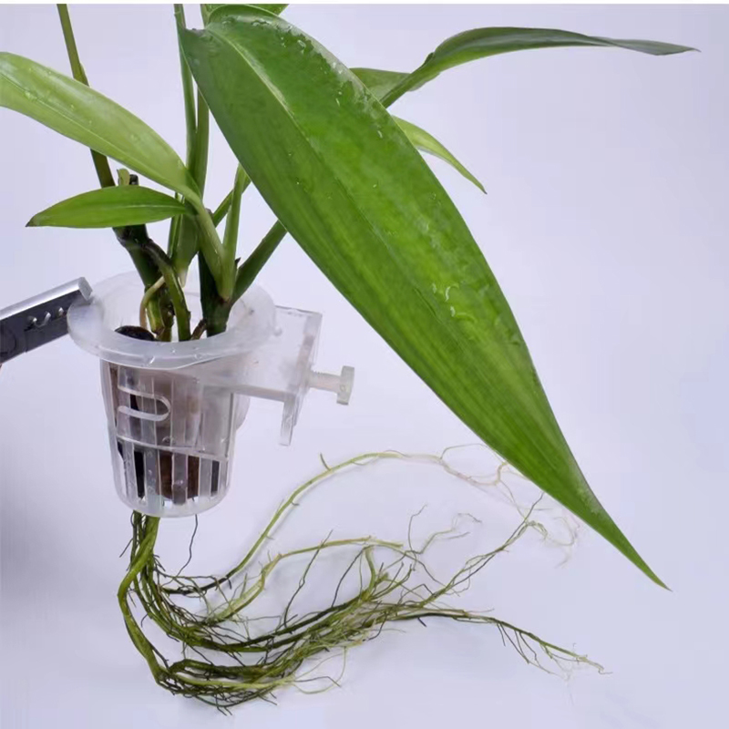 شنقا دعم الزراعة المائية لخزان - مراجعة Aquarium Plant Holder وسعره