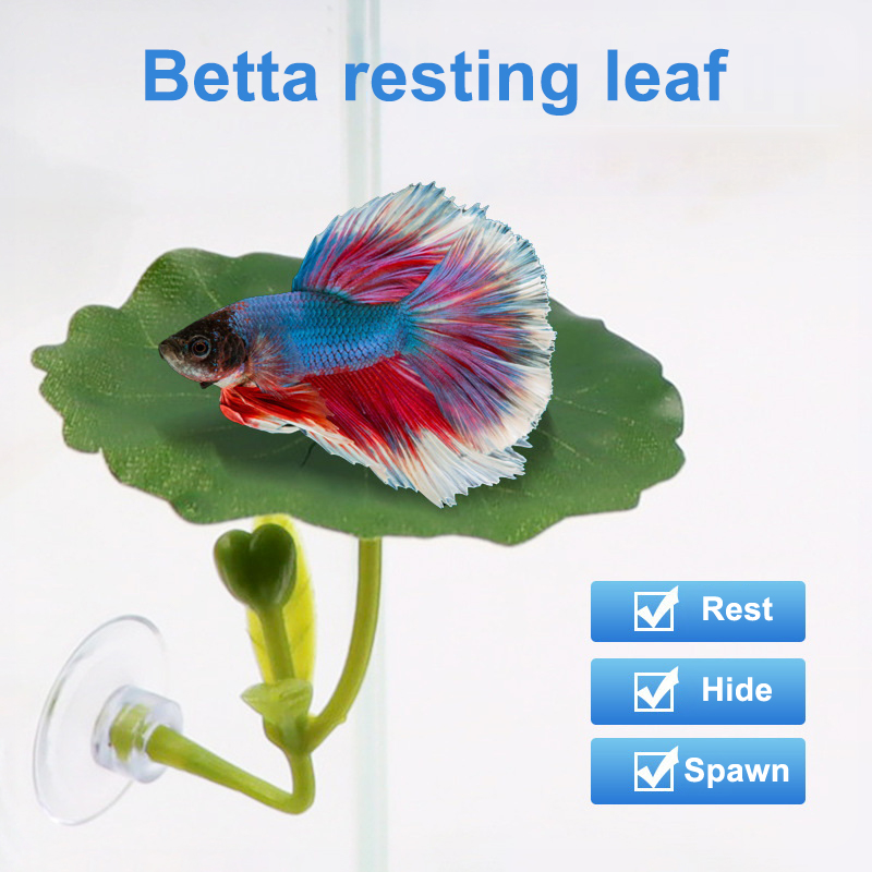 قطعة واحدة لتزيين حوض السمك بن - مراجعة Planted Aquarium For Betta وسعره